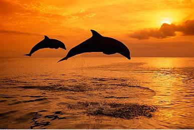 瞅你咋地？《宝可梦：朱＆紫》不再自动触发战斗